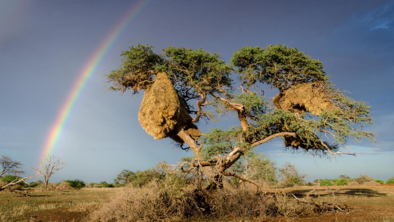 African weaver nests provide eco shelter for cheetahs, kudus and owls